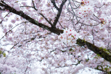 Close-up of beautiful cherry blossoms blooming or Sakura on the tree It is a flower that is a symbol of Japan. Copy space background