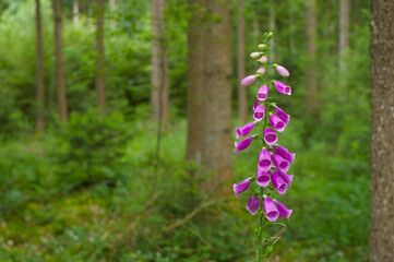 Blühender Roter Fingerhut (lat.: Digitalis purpurea) im Wald in der Natur