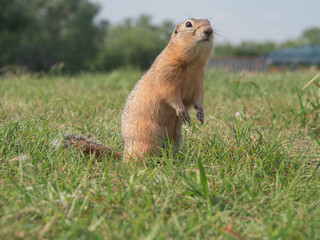 Prairie dog standing on its hind legs