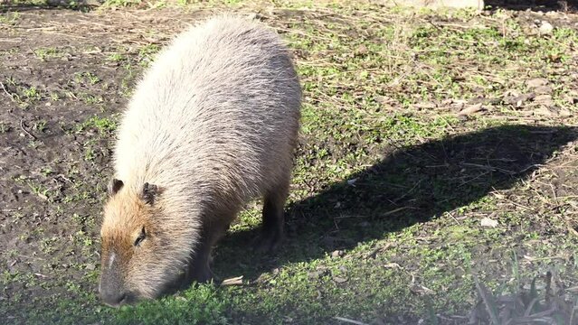 Capybara (Hydrochoerus hydrochaeris) is giant cavy rodent native to South America. It is largest living rodent. Also called capivara, capiguara, fercho, carpincho and ronsoco, genus Hydrochoerus.