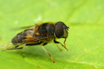 Closeup on a European tapered drone fly , Eristalis pertinax sitting on a green leaf