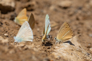 light brown striped butterfly, Polyommatus kurdistanicus