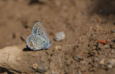 blue butterfly picking up minerals from the ground, Large Jewel Blue, Polyommatus loewii