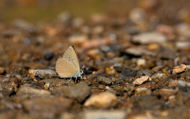 little butterfly taking minerals from the ground, Anatolian Furry Blue, Polyommatus antidolus