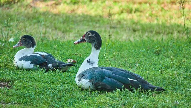 Muscovy duck (Cairina moschata) is a large duck native to the Americas. The domestic subspecies, Cairina moschata domestica, is commonly known in Spanish as the pato criollo, backyard or mute duck.