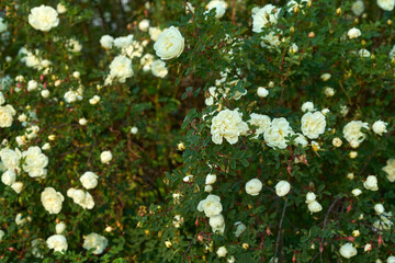 White flowers of dog roses