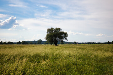 Baum im Feld 