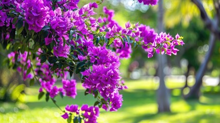 Fototapeta premium Bougainvillea spectabilis with purple blooms planted in a park