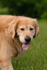 Golden Retriever Panting in Green Grass