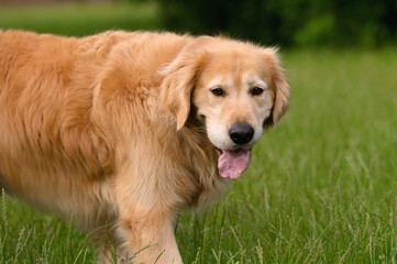 Golden Retriever Panting in Green Field