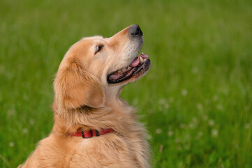 Close-Up of Happy Golden Retriever