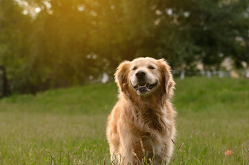 Golden Retriever in Sunlit Green Field