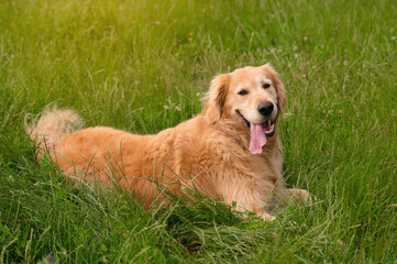 Golden Retriever Lying Down in Green Grass