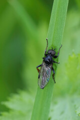 Vertical closeup on a small black fly , Johann's Bibio johannis on a straw of grass