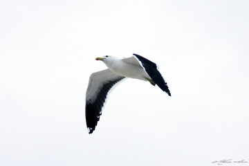 Beautiful Seagull 