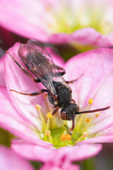 Closeup on a colorful female yellow-shouldered Nomad solitary bee, Nomada ferruginata on a pink Saxifraga flower