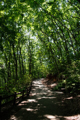 Obraz premium 秩父ミューズパーク緑道②