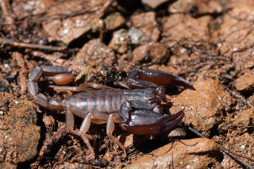 Closeup on a Pacific or Western Forest Scorpion, Uroctonus mordax sitting on the ground in North California