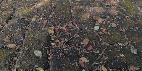 Dry leaf litter or organic waste from fallen leaves on the ground
