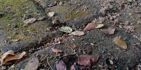 Dry leaf litter or organic waste from fallen leaves on the ground