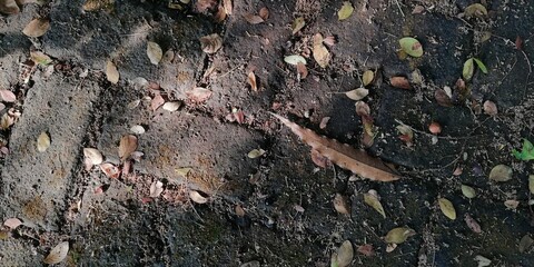 Dry leaf litter or organic waste from fallen leaves on the ground