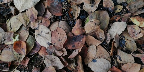 Dry leaf litter or organic waste from fallen leaves on the ground