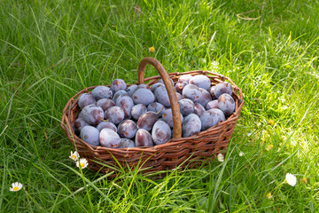 Basket of fresh ripe plums on a green grass.