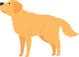 Golden retriever dog standing and looking up, isolated on white background