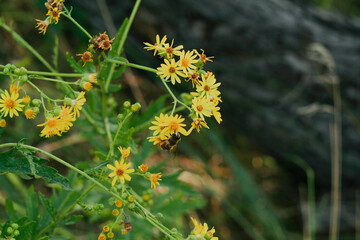 Yellow chamomiles in grass, selective focus. Flower background for publication, poster, calendar, post, screensaver, wallpaper, postcard, banner, cover, website. High quality photo