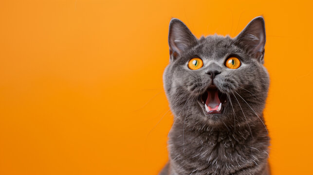 Surprised gray cat with wide eyes on an orange background