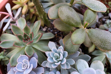 Succulent background, selective focus. Composition of colorful succulents for publication, poster, calendar, post, screensaver, wallpaper, cover, website. High quality photo