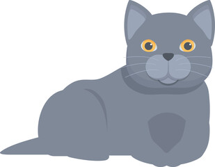 Grey british shorthair cat with yellow eyes relaxing on white background