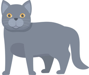 Grey chartreux cat standing and looking forward on a white background