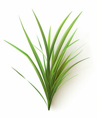 Fototapeta premium grass blades isolated on white background