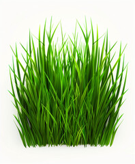 grass blades isolated on white background