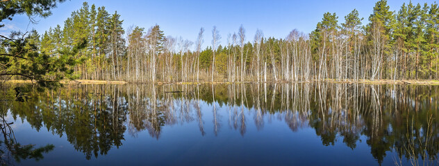 Panorama of the forest river.