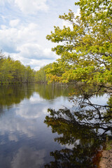 Forest river in May.