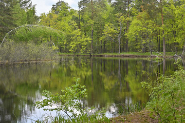 Forest river in May.
