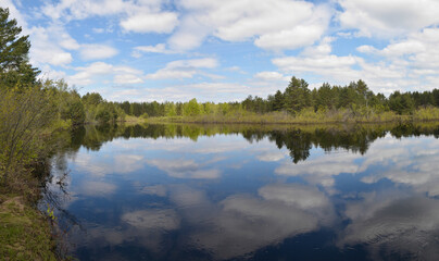 Panorama of the forest river.
