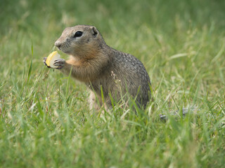 Prairie dog eating a piece of apple.