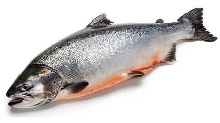 Naklejka premium fresh salmon fish on white backdrop.