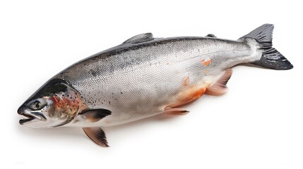 fresh whole salmon on white background.