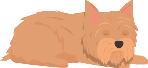 This illustration features a peaceful norfolk terrier sleeping soundly, capturing the tranquility and charm of this beloved breed