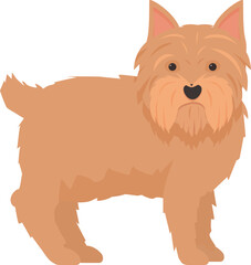 Norfolk terrier standing with short legs and brown fur
