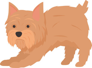 Small norfolk terrier with brown fur stretching after a nap