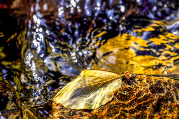 Autumn leaves in water, abstract look.
