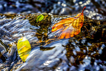 Autumn leaves in water, abstract look.