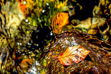 Autumn leaves in water, abstract look.