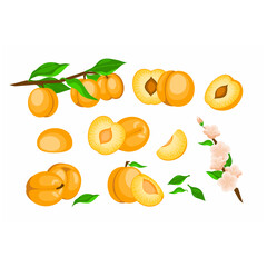 a set of painted apricots in a cartoon style. whole apricots, pieces of fruit, a twig with several fruits, a branch with flowers.