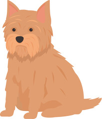 Norfolk terrier dog sitting and looking attentive, dog with brown fur